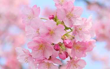 Pink Cherry Blossom, pink flowers, spring flowers HD wallpaper