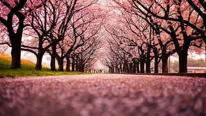 cherry blossom trees, landscape, path, nature, plant, beauty in nature HD wallpaper