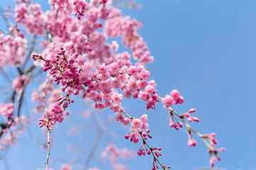 cherry blossom trees, japan, landscape, spring, plant, blue sky HD wallpaper