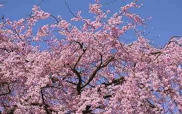 Cherry Blossom Flowers Tree HD, cherry blossoms, nature HD wallpaper