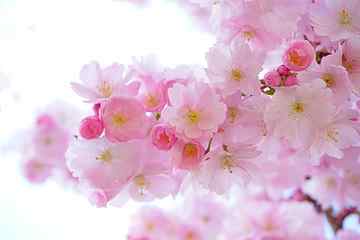 cherry blossom, japanese cherry trees, flowers, spring, japanese flowering cherry HD wallpaper