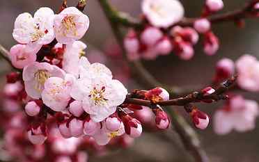 Flower Blossom Cherry Blossom Macro HD, nature HD wallpaper