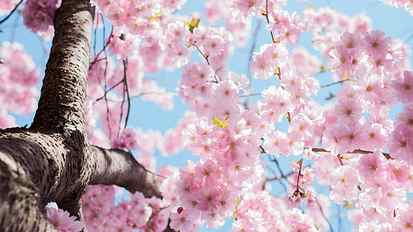 Cherry flowers blossom, tree, twigs, spring HD wallpaper