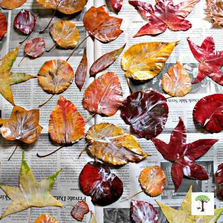 how to preserve leaves with Mod Podge or white glue