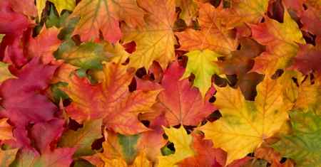 How to preserve fall leaves fb