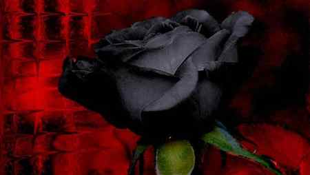Black Flowers - Dyed Black Rose