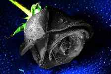Black Rose flower - Halloween