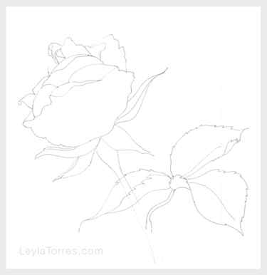 Line Drawing of Rose for Watercolor Painting