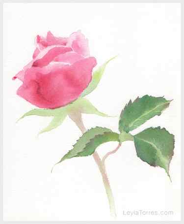 Rose in watercolor Painting Step 3