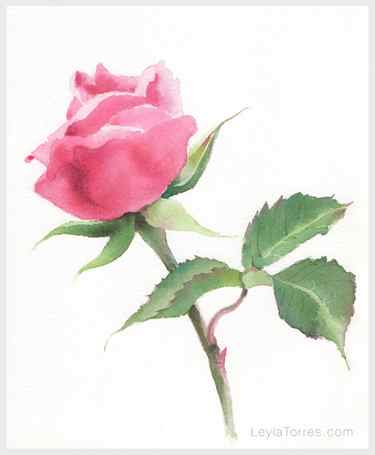 Rose in watercolor Painting Step 4