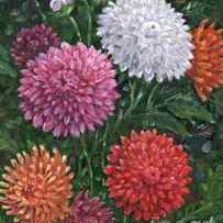 Impressions of Dahlias by Paul Brent