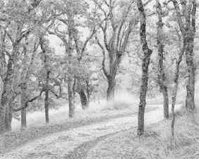 Oak-lined ranch road, Carmel Valley, CA - Limited Edition 2 of 25 thumb