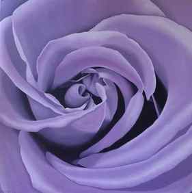 Lilac Rose thumb