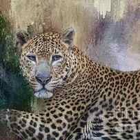 Srilankan Leopard by Eva Lechner