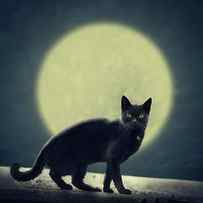 Black cat and full moon by Jelena Jovanovic