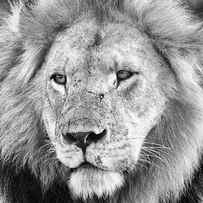 Lion King by Adam Romanowicz