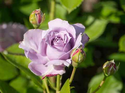 Variety of Purple Roses