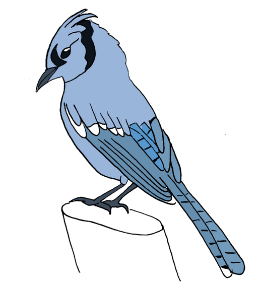 how to draw a blue jay bird step 14