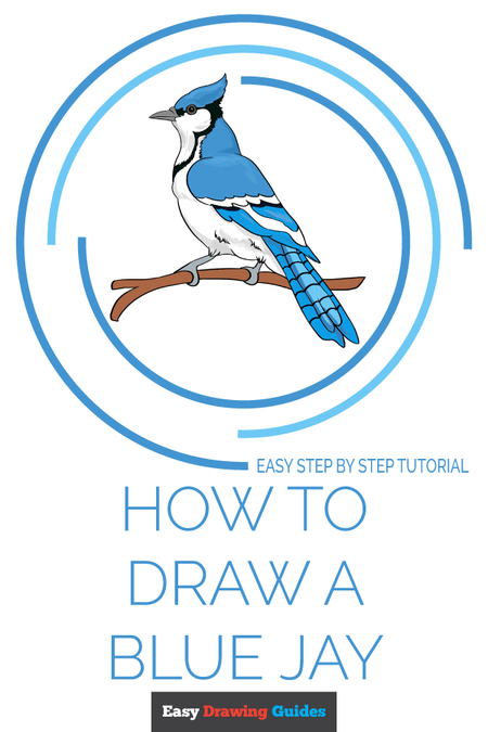 How to Draw a Blue Jay Pinterest Image