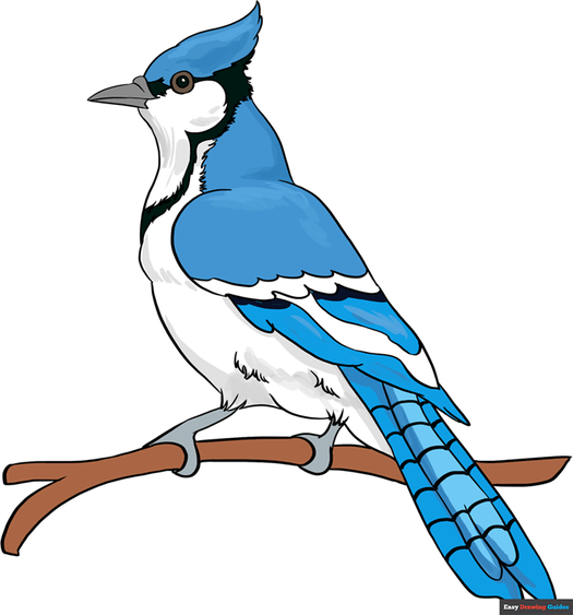 How to Draw a Blue Jay Featured Image