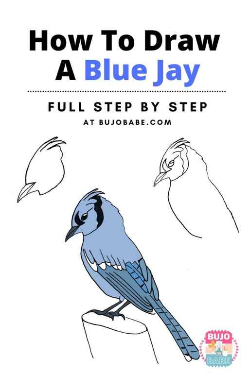 blue jay drawing tutorial