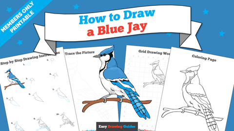 Printables thumbnail: How to draw a Blue Jay