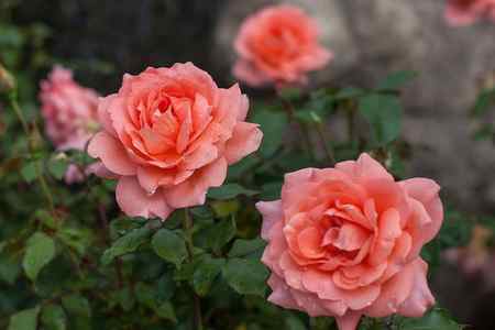 sweet fragrance easy elegance roses