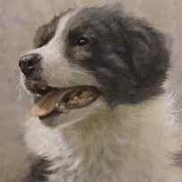Border Collie pup portrait III by John Silver