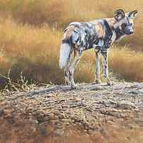 Cape Hunting Dog by Alan M Hunt