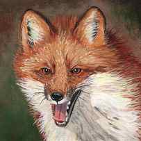 Foxy by Timithy L Gordon