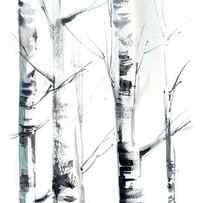Birch trees by Sophia Rodionov