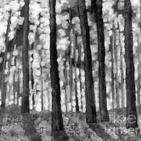Forest Light in Black and White by Hailey E Herrera