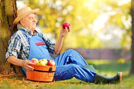 Сельскохозяйственный работник с яблоками — стоковое фото