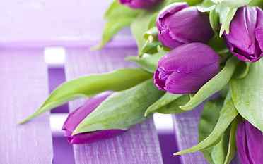 Purple flowers, a bouquet tulips HD wallpaper