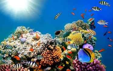 Reef Ocean Sea Underwater High Resolution Pictures, school of fish HD wallpaper