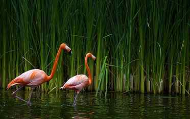Flamingos High Resolution Images, two flamingo, birds HD wallpaper
