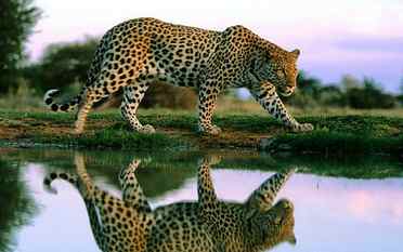 Leopard High Resolution, cats HD wallpaper