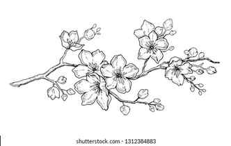 Cherry Blossom Tree Drawing Images Free Download on Freepik