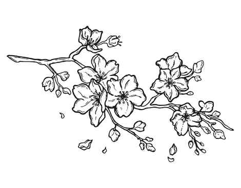Premium Vector Hand drawn cherry blossom flowers and leaves drawing illustration