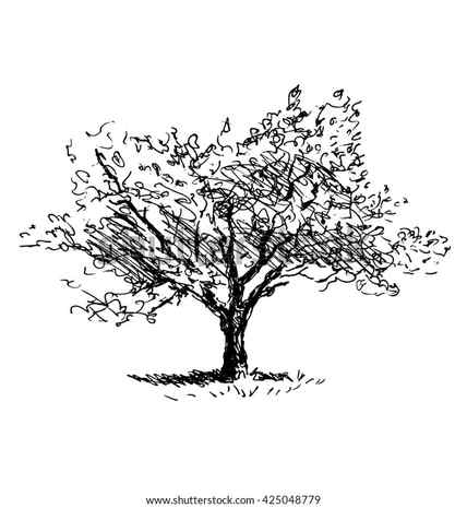2400 Cherry Tree Drawing Stock Photos Pictures RoyaltyFree Images iStock