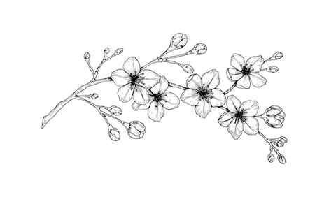 Cherry Blossom Drawing Pencil Sketch PNG 767x513px Cherry Blossom Art Blossom Branch Cherry Download Free