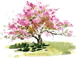Cherry Blossom Tree Drawing How To Draw A Cherry Blossom Tree Step By Step