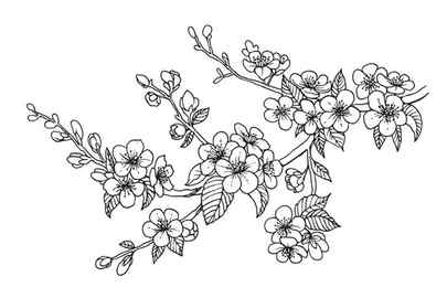 16 Beautiful Cherry Blossom Drawings Beautiful Dawn Designs
