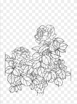 flowers sketch, Drawing Line art, Peony flower line drawing, white, painted, chinese Style png thumbnail