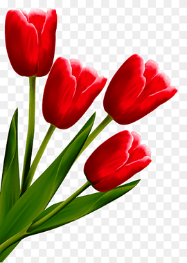 Tulip Drawing Flower Line art, tulip, plant Stem, tulip Flower, tulips png thumbnail