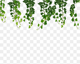 Family Tree Drawing, Vine, Green, Leaf, Text, Plant, Flora, Branch, Drawing, Vine, Green png thumbnail