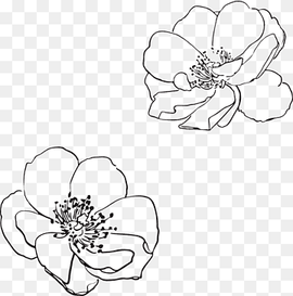 Line art Drawing Flower Visual arts, wildflower, flower Arranging, white, leaf png thumbnail