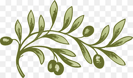 Olive Tree Drawing, Olive Branch, Plant, Leaf, Flora, Flower, Line Art, Fruit, Olive Branch, Olive, Drawing png thumbnail
