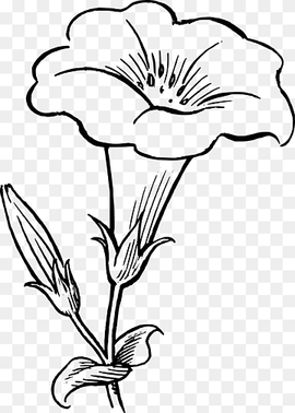 Drawing Flower Line art, flower Drawing, white, pencil, leaf png thumbnail