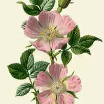 Dog-rose by Print Collector